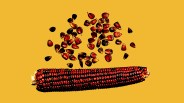 A photo illustration of a reddish ear of heirloom corn and separate heirloom corn kernels sitting flat on a bright yellow background.